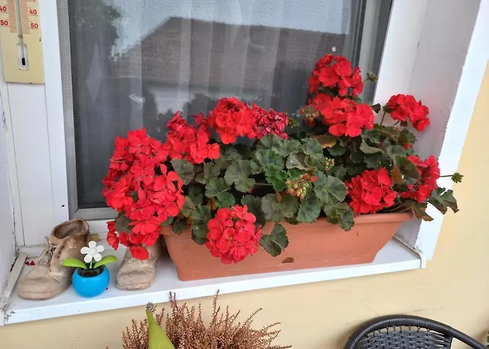 Apartament Oazis